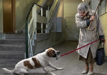 За жестокое обращение с животными в Анапе можно реально угодить в колонию