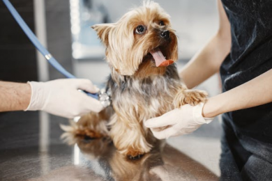 Лечение животных - сеть ветеринарных клиник «Vet Planet»