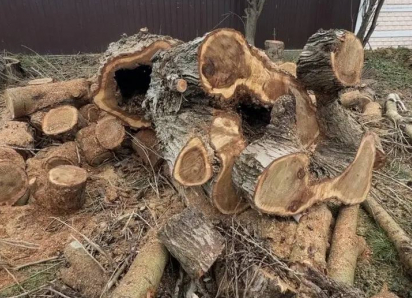 В Анапе продолжают снос аварийных деревьев и санитарную обрезку