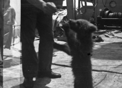 Анапа, 1942-й. Медвежонок Машка, моряки и война, которая уже была совсем рядом