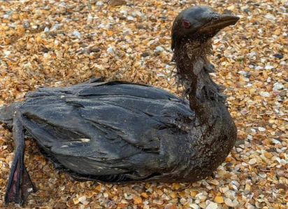 Из Туапсе в Анапу привезли на реабилитацию птиц