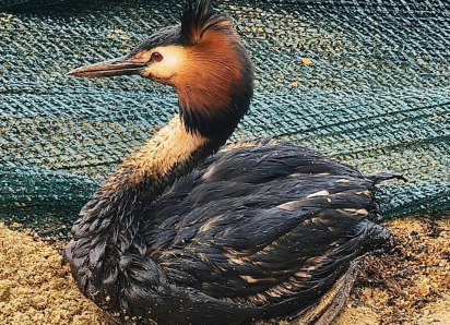 Более 800 птиц пострадали из-за новых нефтяных выбросов у берегов Анапы