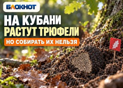 На Кубани растут трюфели: где их находят и почему нельзя собирать