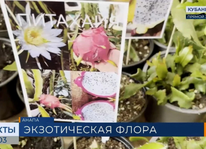 В Анапе прошла выставка редких и экзотических растений