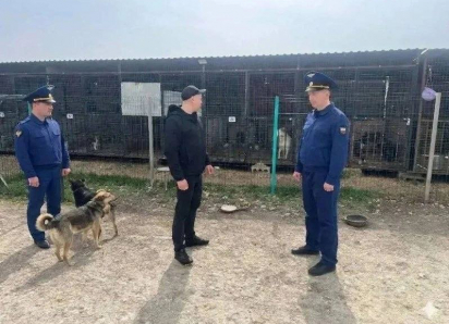 В Анапе проверяют приют для животных и подрядчика по отлову