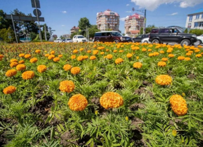 Анапу украшают цветами: новые клумбы появились у «Мира кино», на набережной и улице Ивана Голубца