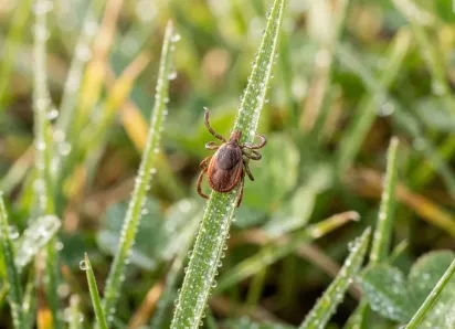 Клещи проснулись раньше: первые укусы уже фиксируют — ждать ли нашествия весной?