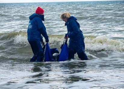Более 600 мертвых дельфинов нашли в Черном море за полгода