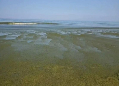 Вместо лазурного — ядовито-зелёный. Что случилось с морем в Анапе?