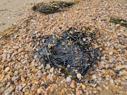 На пляжах Анапы стали появляться новые выбросы мазута 