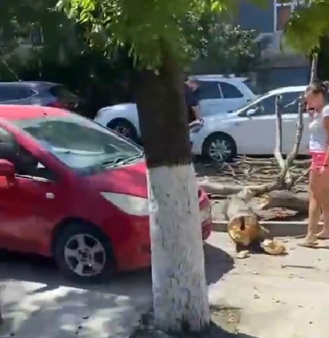 Ураганный ветер повалил дерево на автомобиль в Анапе