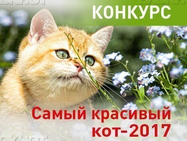 Завершилось голосование в конкурсе «Самый красивый кот-2017»