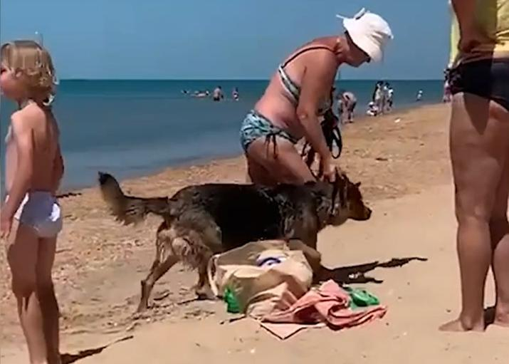 Собак купают рядом с детьми на пляже в Анапе