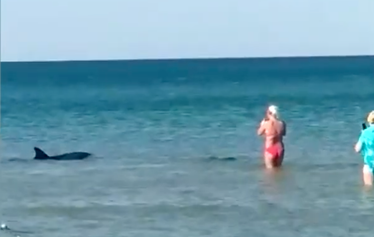 Дельфины в Анапе заплыли прямо в гущу отдыхающих и устроили шоу
