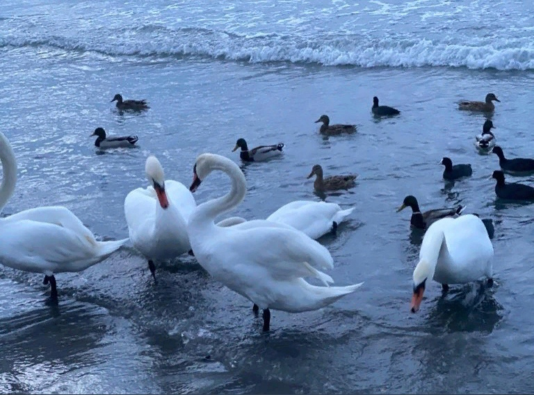 Царственные белые птицы в Анапе: когда и почему лебеди появляются на курорте