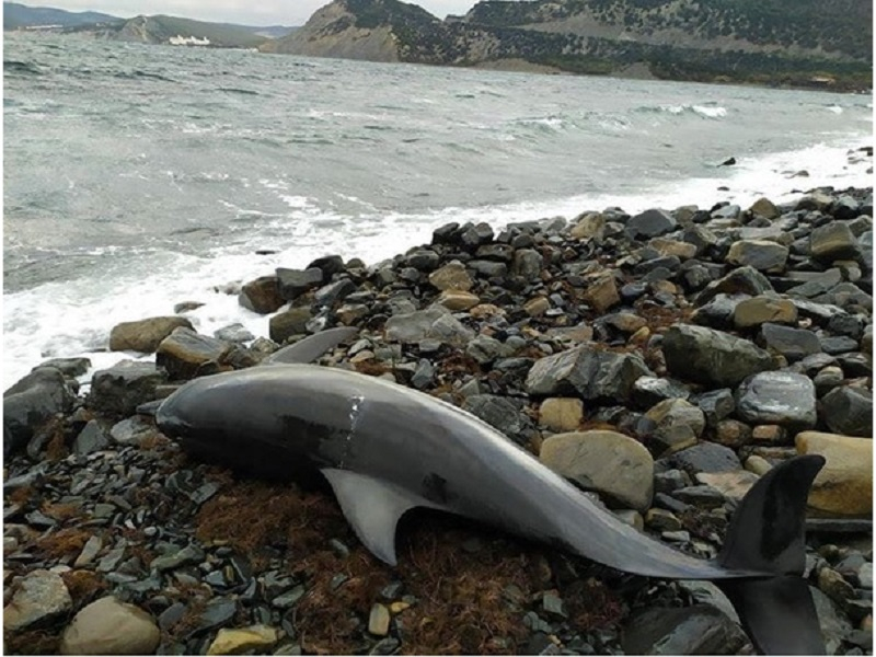 Под Анапой обнаружили еще одного мертвого дельфина