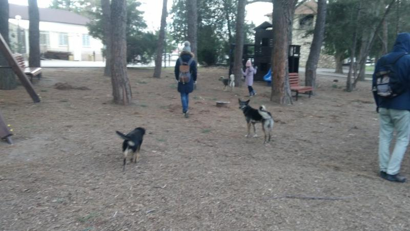 Бродячих собак уберут из анапского парка «Ореховая роща»