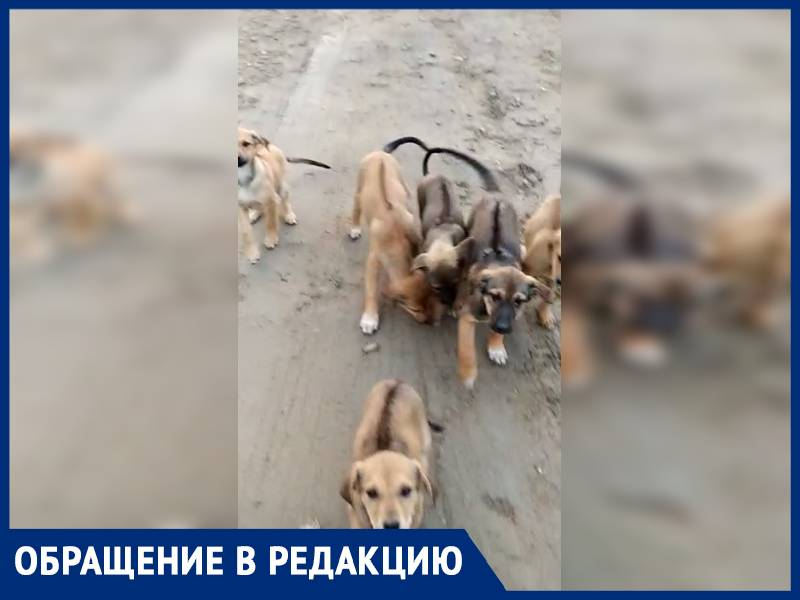 Улицу Прибрежную в Супсехе облюбовала свора бездомных собак