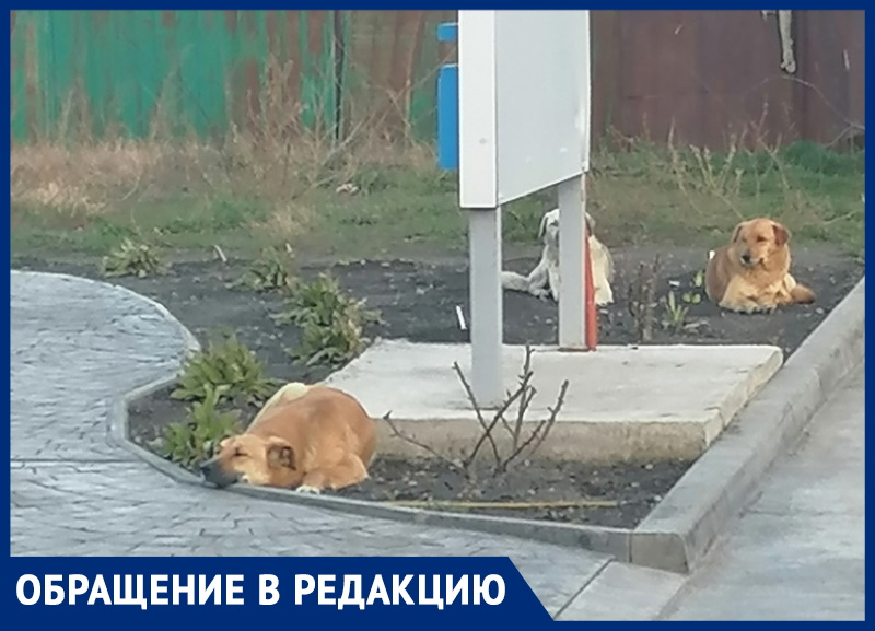 20 бродячих собак не дают спокойно жить анапчанам на улице Омелькова