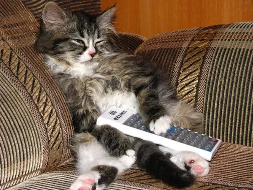Анапские коты смогут управлять телевизорами
