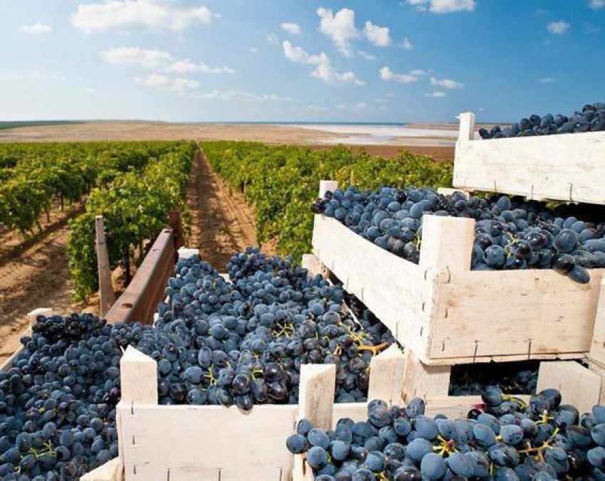 В Виноградном под Анапой появится винодельческое хозяйство