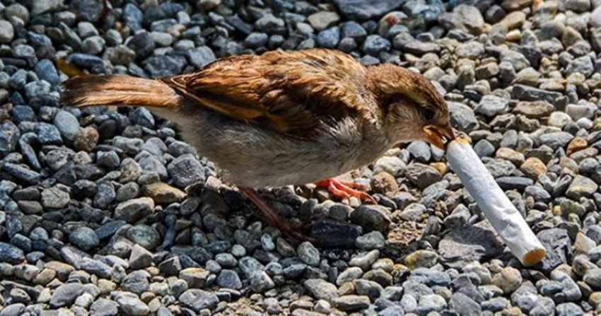 Зачем птицы в Анапе собирают окурки