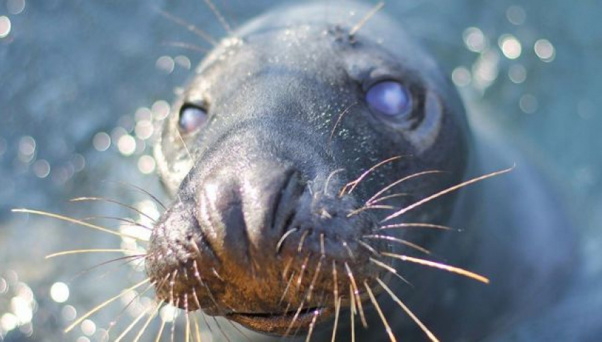 Тюлень, которого везли из Крыма в Геленджик, неожиданно оказался в Анапе