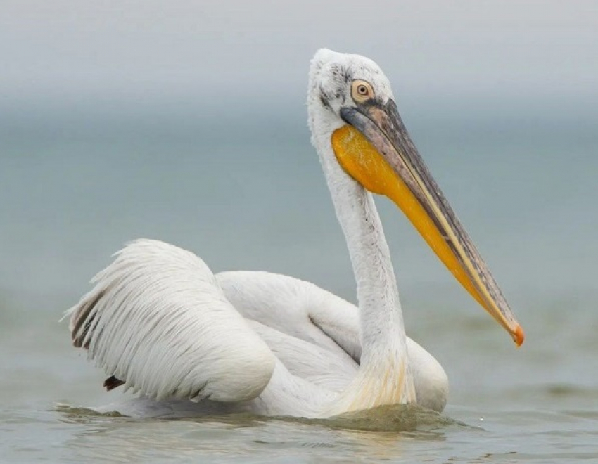 В Анапу прилетели пеликаны