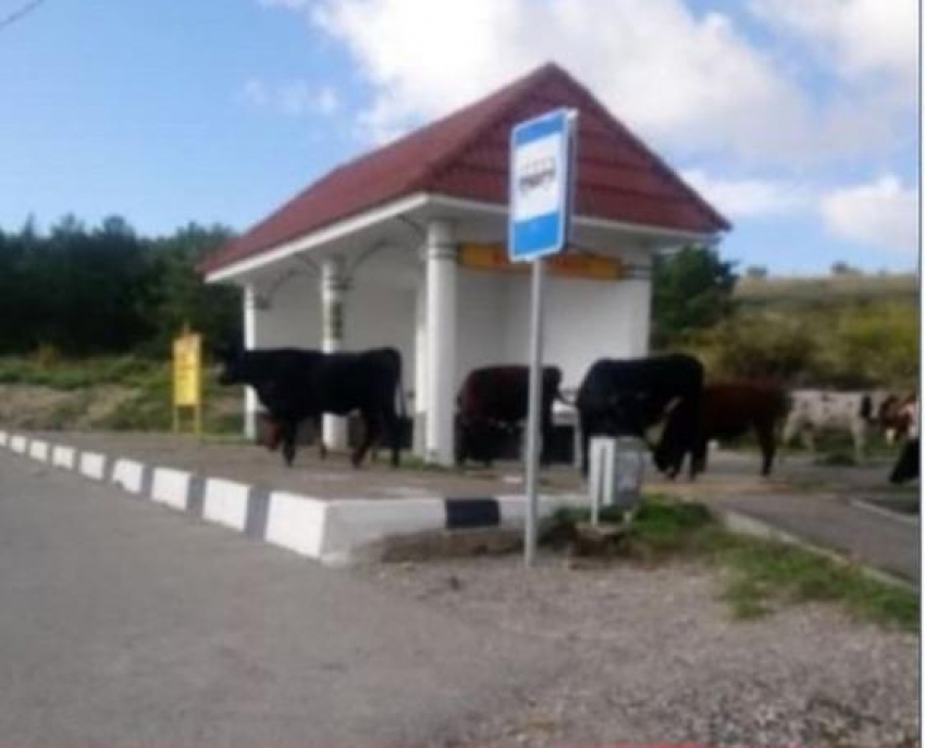 В Варваровке под Анапой коровы и ослы заходят в чужие дворы и всё ломают