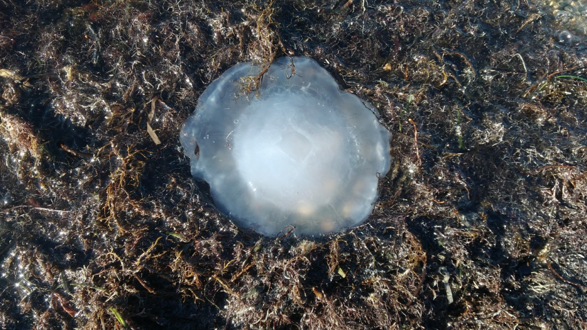Миграция или неизвестная гибель? В Анапе произошел массовый выброс медуз на берег