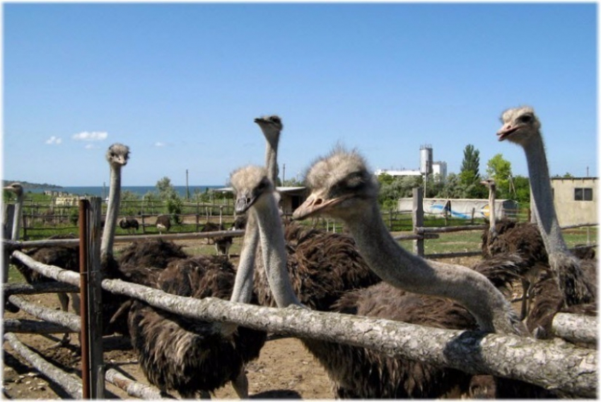 Хотите знать, где в Анапе можно увидеть большое количество страусов?