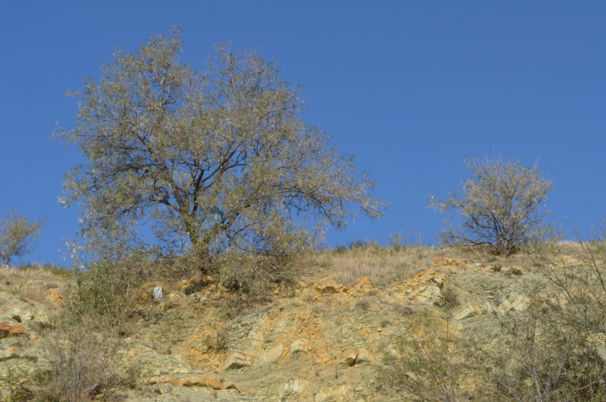 Воскресенье, 15 декабря, в Анапе будет очень тёплым