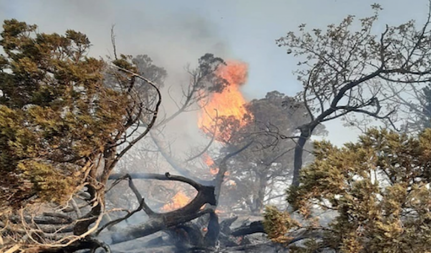 В МЧС назвали причины пожара в заповеднике «Утриш» под Анапой
