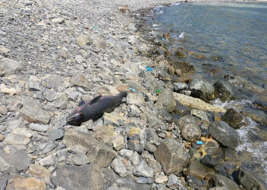 В Анапе мёртвые дельфины несколько часов пролежали на берегу