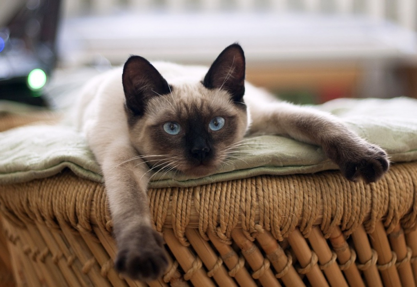 В День расслабленности и беззаботности в Анапе без осадков