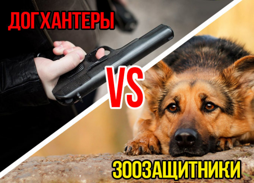 «Догхантеры» VS «зоозащитники»: читатели «Блокнота Анапы» выясняли отношения в соцсетях 