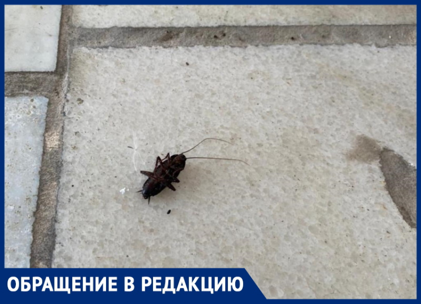 Туристы, приехавшие в Анапу, попали в номер с тараканами и плесенью за 6,5 тыс. руб.