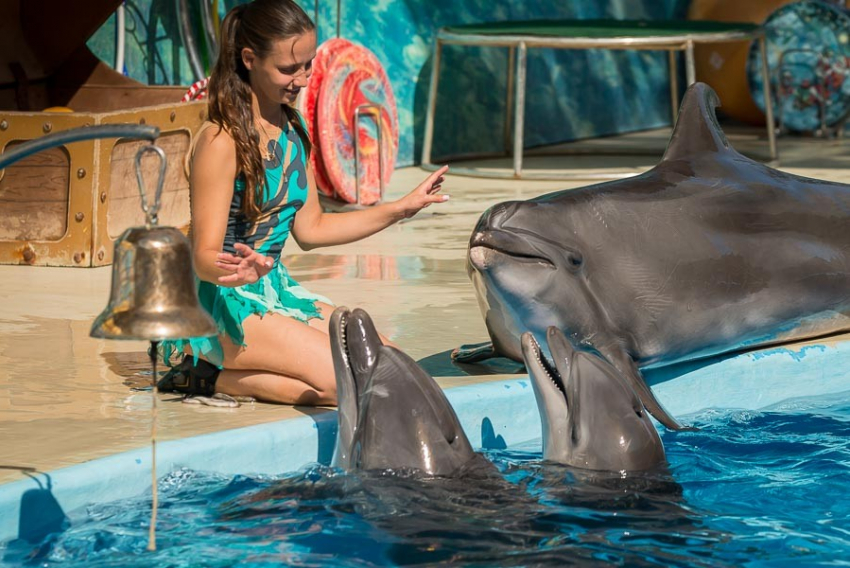 Хотите бесплатно посмотреть на дельфинов и поесть бургеров?