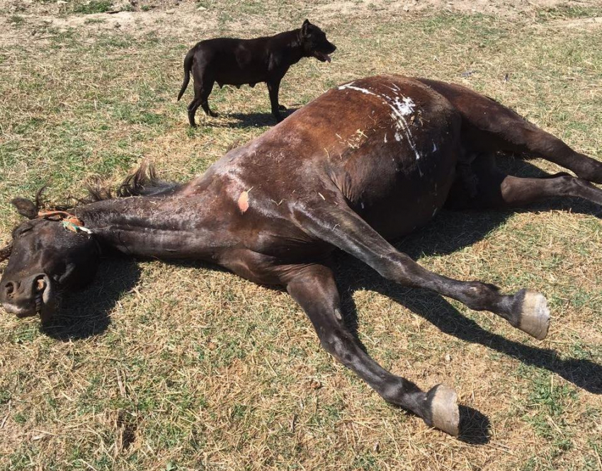 Убийце лошадей под Анапой грозит до двух лет тюремного заключения 