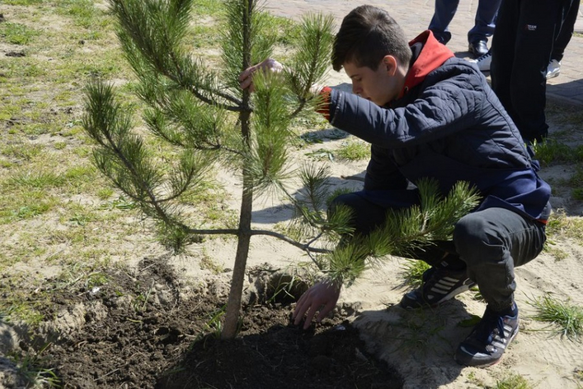 Во дворе коррекционной школы в Анапе высадили сосновую аллею