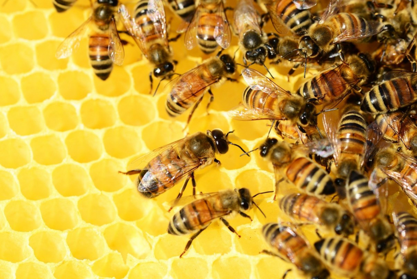 Кто в Анапе согласится чипировать пчел: есть герои?