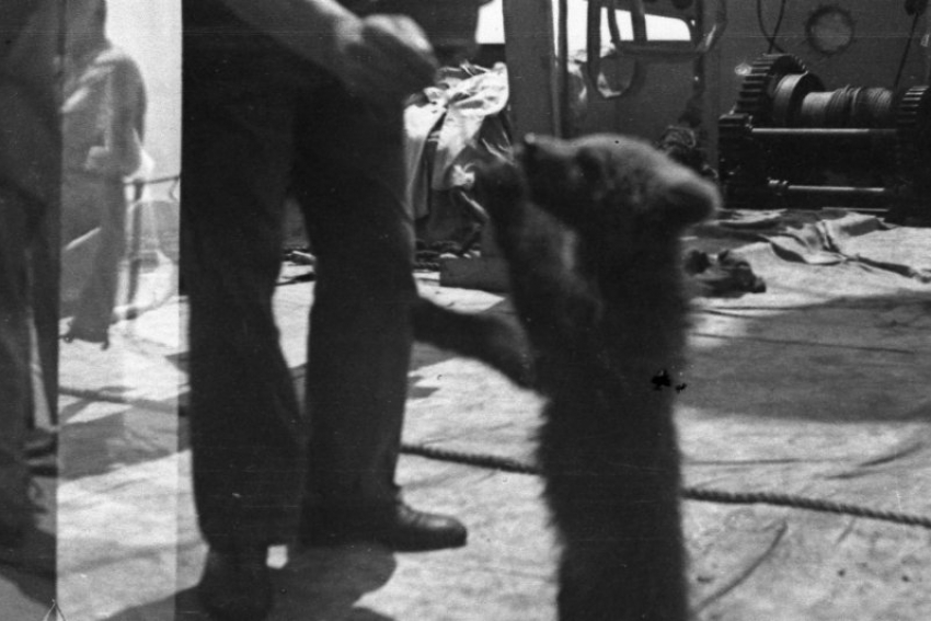 Анапа, 1942-й. Медвежонок Машка, моряки и война, которая уже была совсем рядом