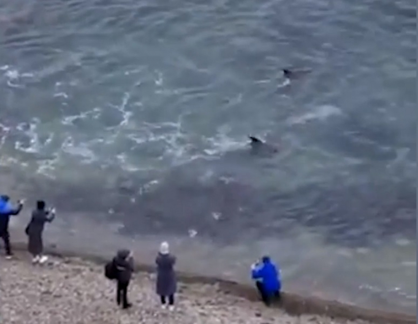 В Анапе во время охоты дельфины подплыли прямо к берегу