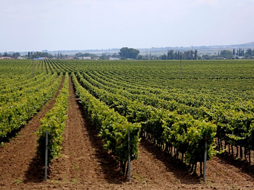 В Анапе, Новороссийске и Крымском районе высадили первые 116 га новых виноградников