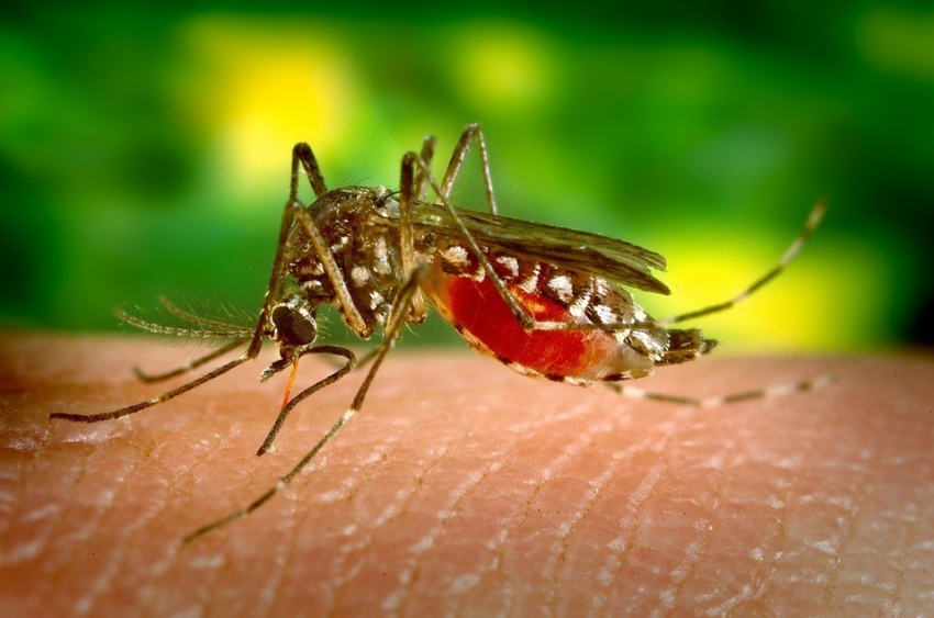 В Анапе готовы потратить 6,5 миллионов рублей на борьбу с комарами 