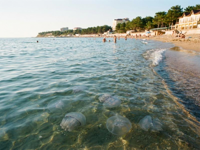 Медузы в Анапе: правда или миф летнего страха