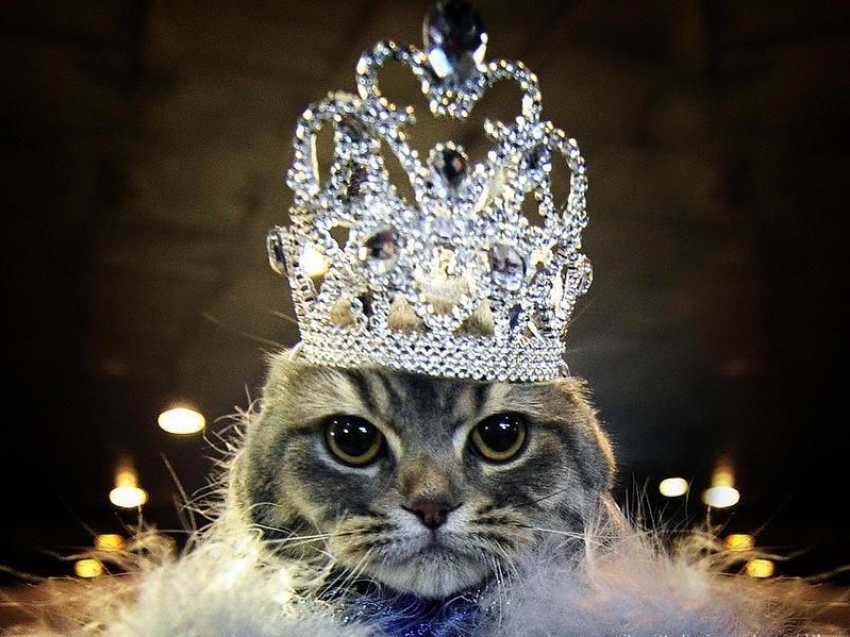 Голосование в конкурсе «Самый красивый кот Анапы» завершилось