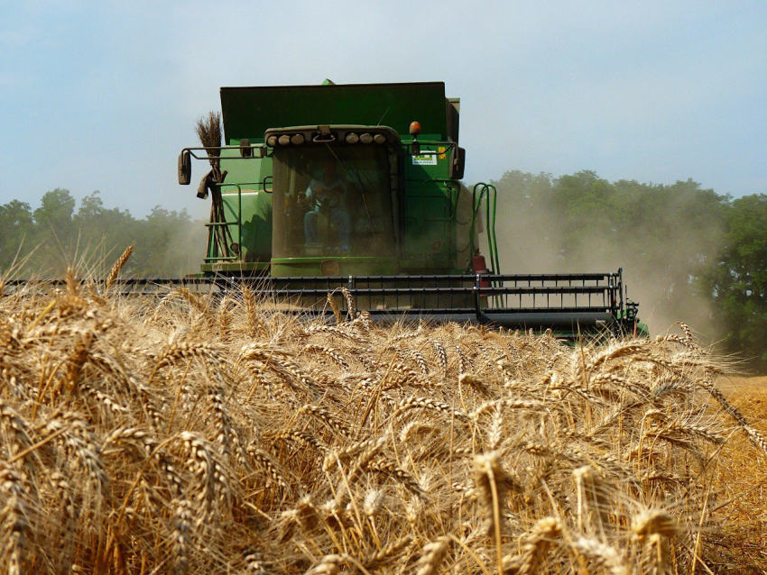 В Анапе планируется собрать не менее 60 тысяч тонн зерна – по краю намолотили первый миллион 