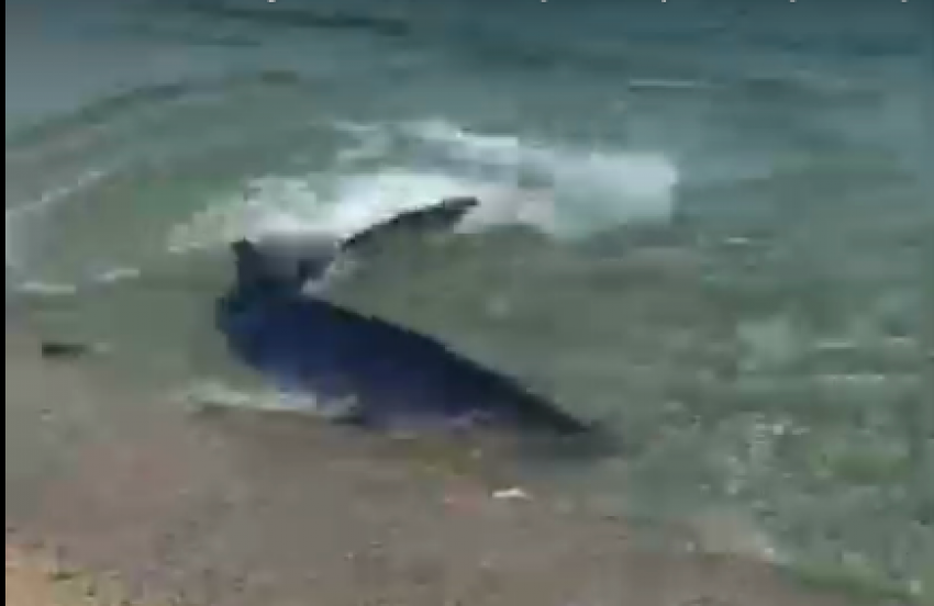 В Черном море возле самого берега засняли акулу