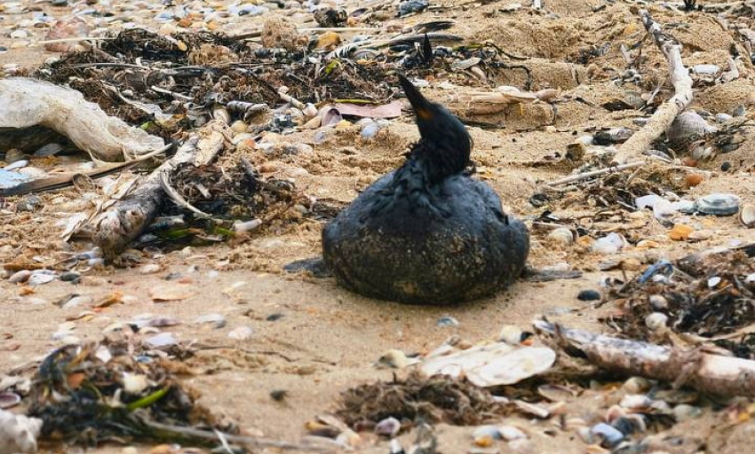 Более 200 птиц погибли на побережье Анапы после разлива нефтепродуктов